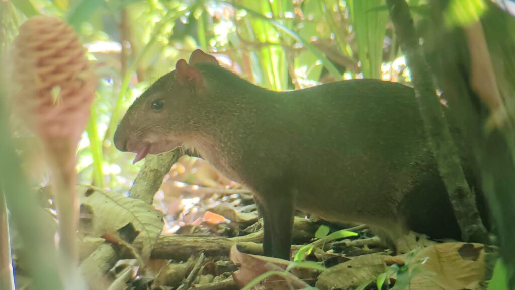 Agouti