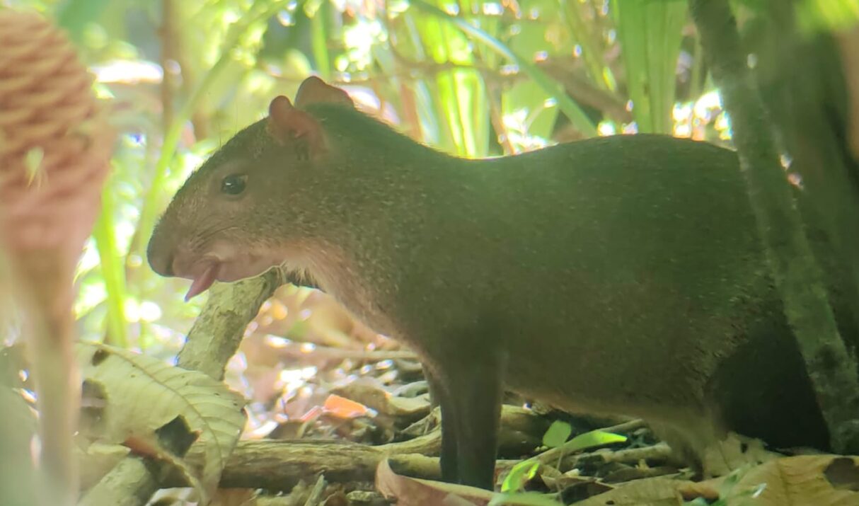 Agouti