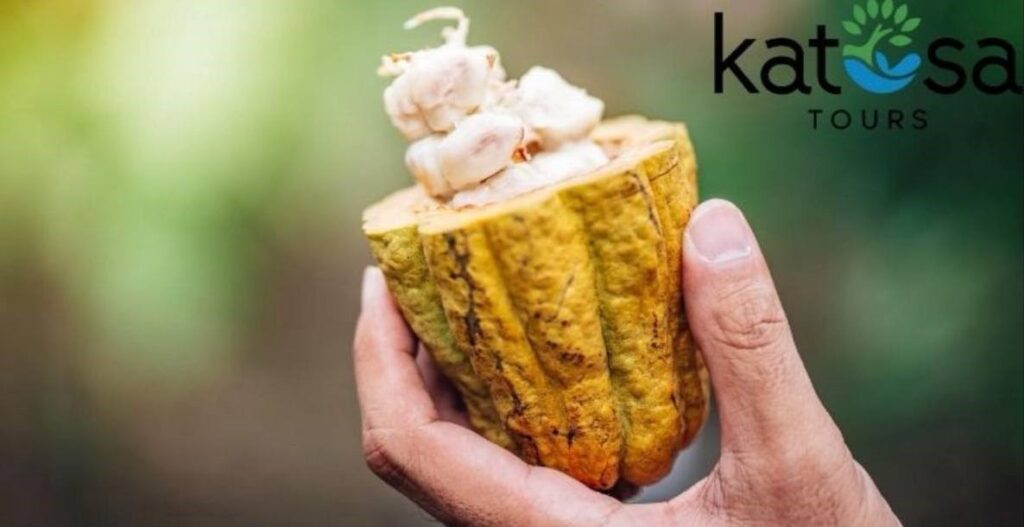 Cropped chocolate tour