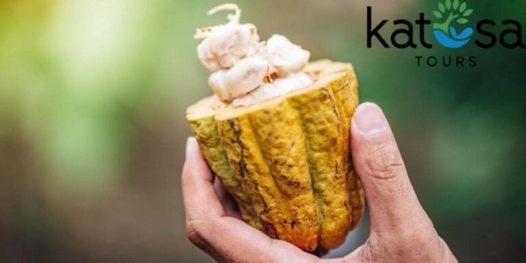 Cropped chocolate tour