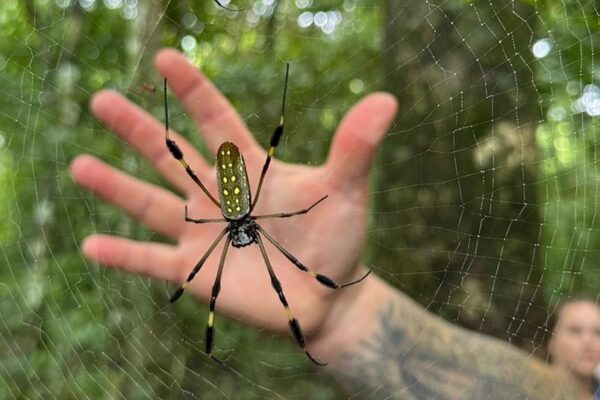 Orb weaver header cropped