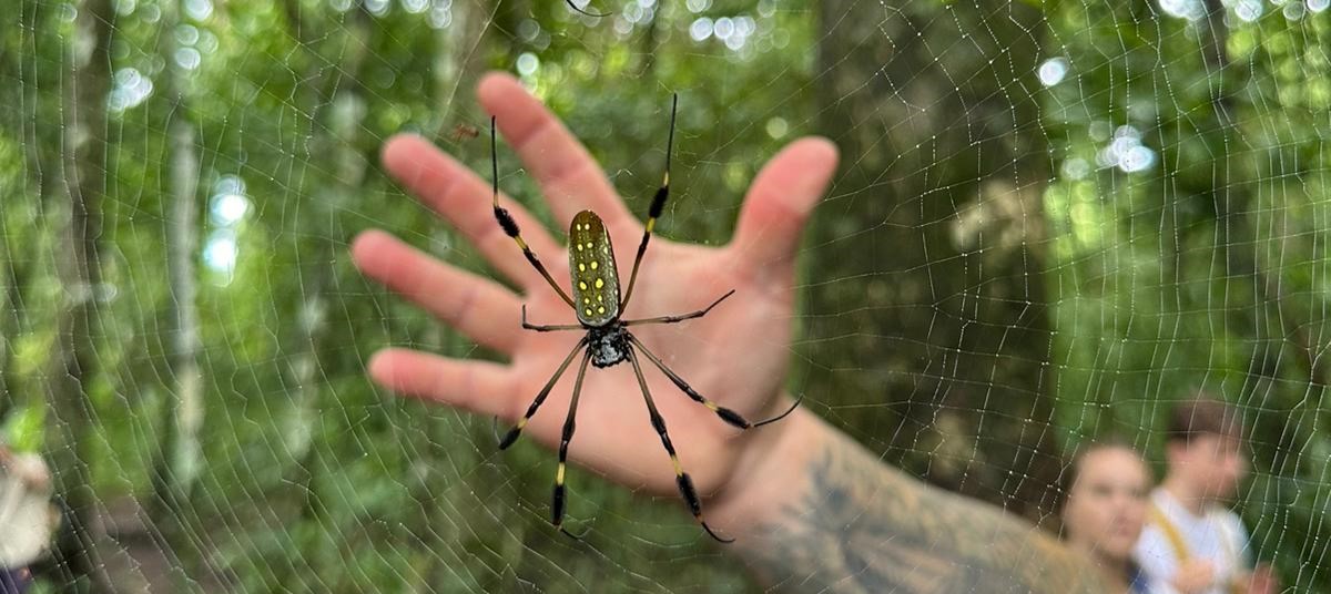 Orb weaver header cropped