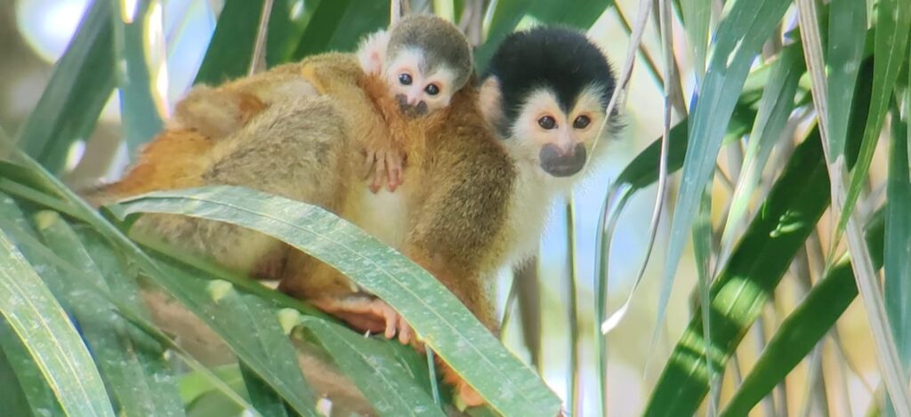 Squirrel monkeys cropped for header
