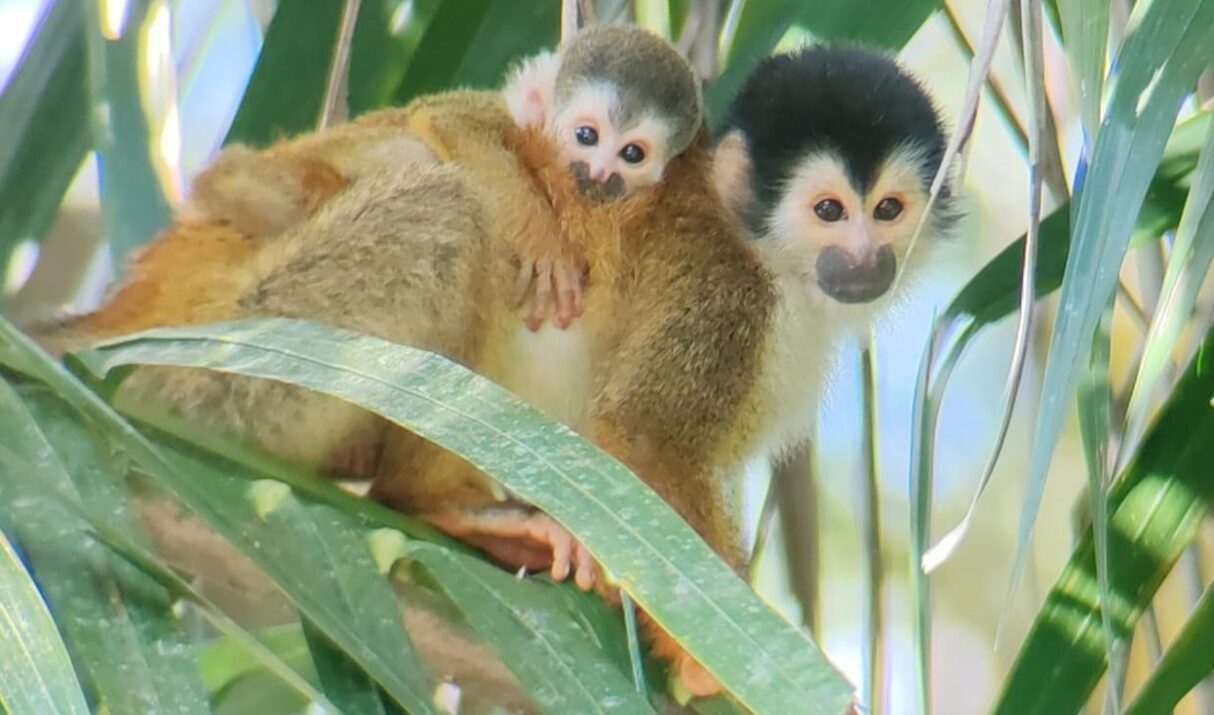 Squirrel monkeys cropped for header