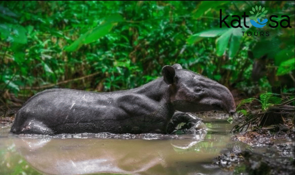 Tapir with logo