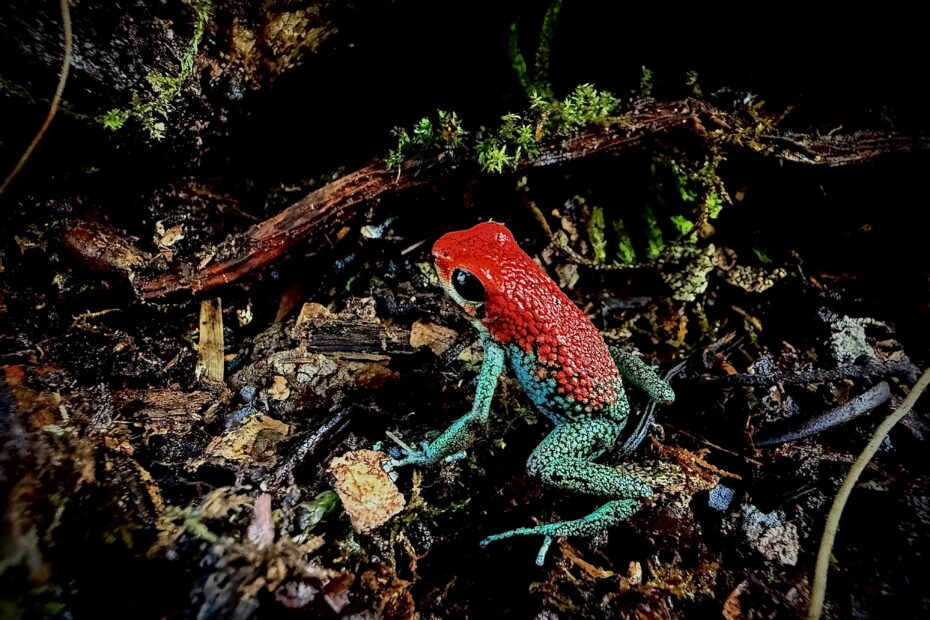Dart frog_