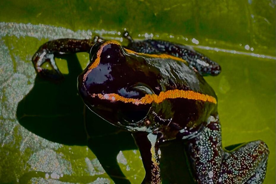Golfo dulce dart frog_