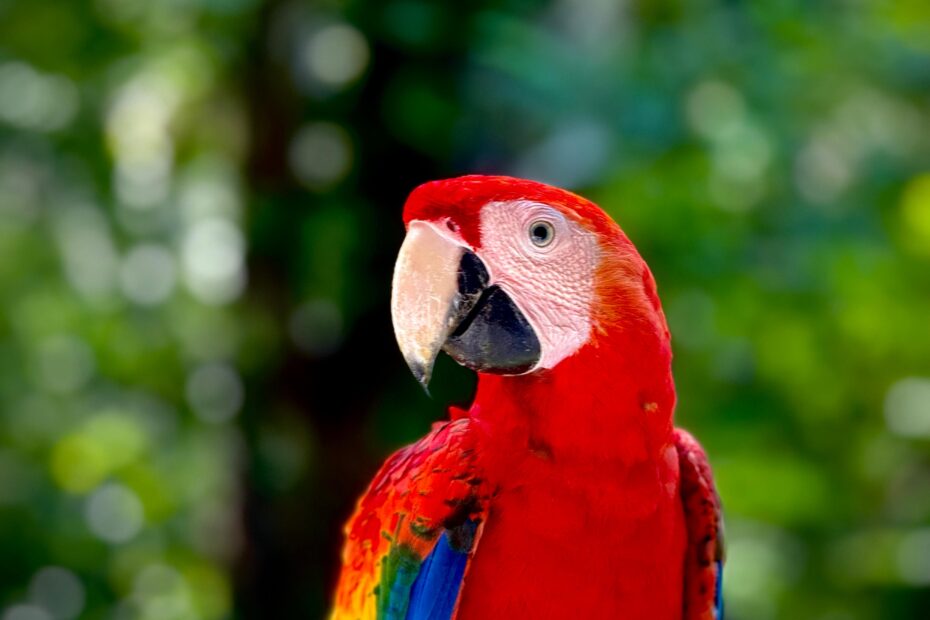 Macaw 1
