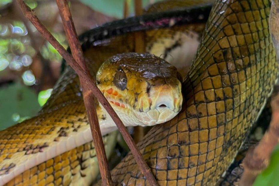 Snake(1)