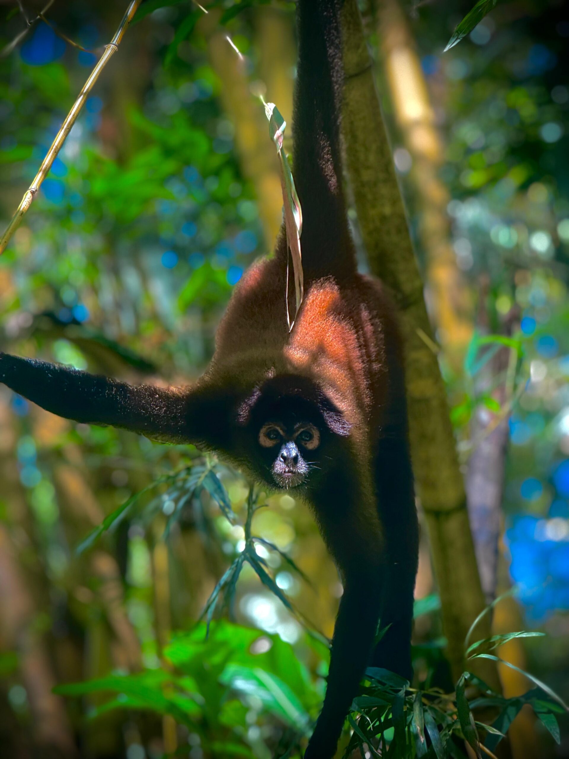 Spider monkey