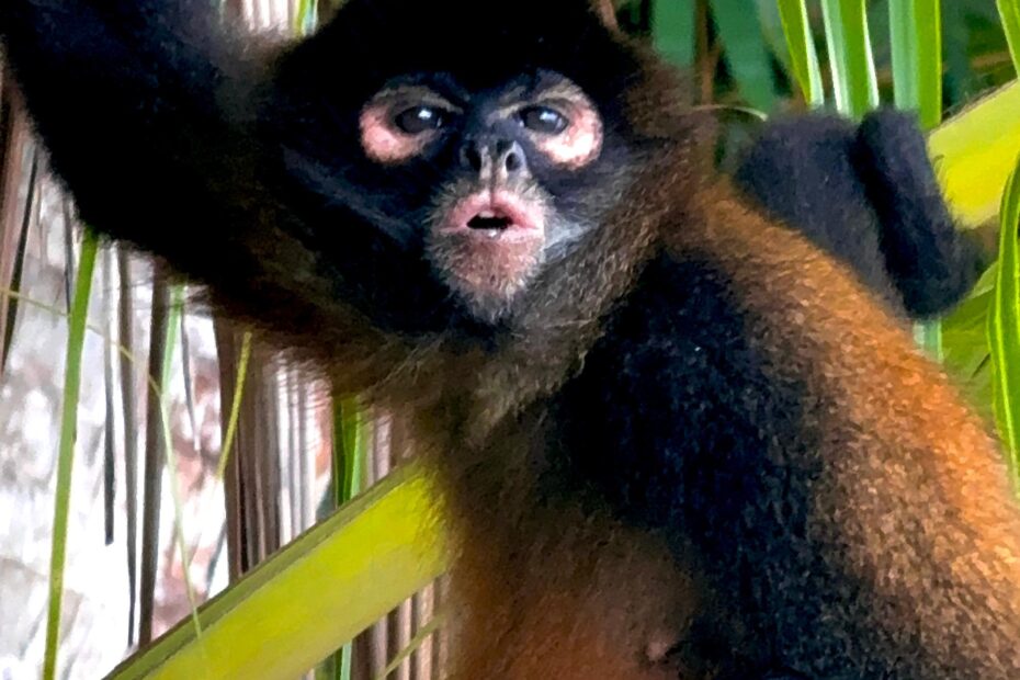 Spider monkey(1)