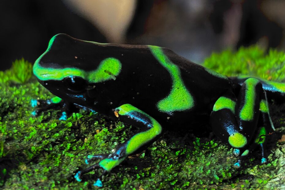 black and green dartr frog