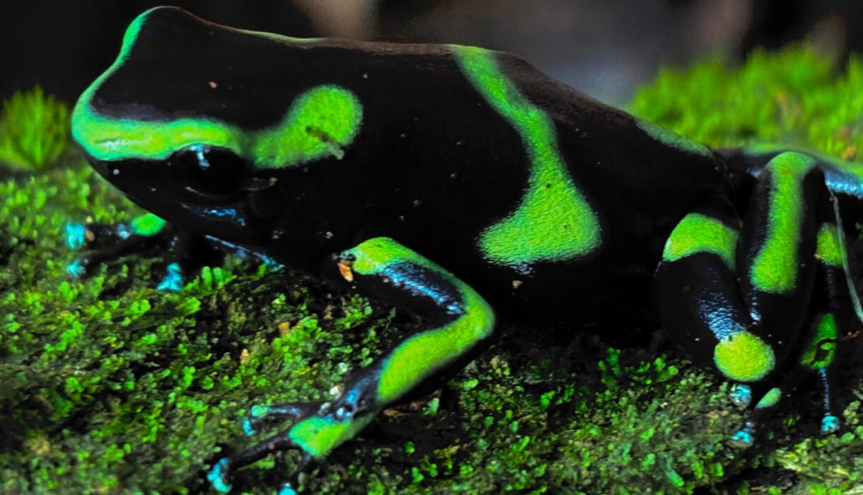 black and green dartr frog