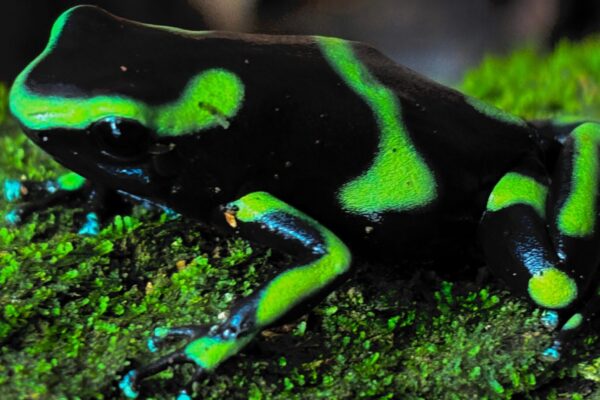 black and green dartr frog