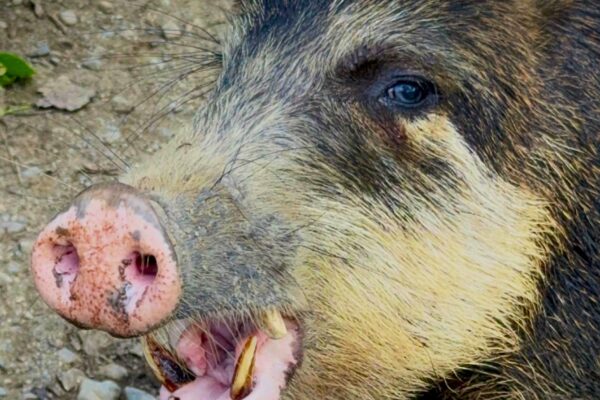 Pecary cropped and edited