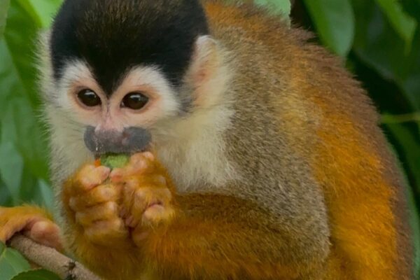 Squirrel monkey